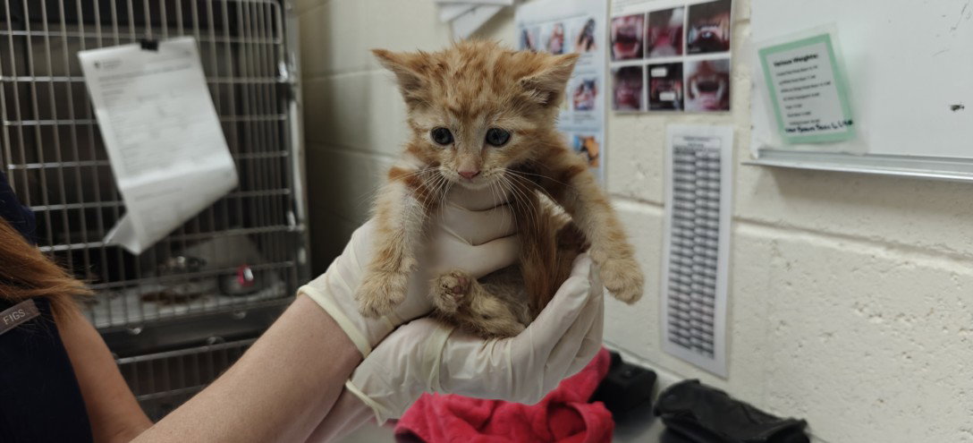 Vince, Domestic Short Hair