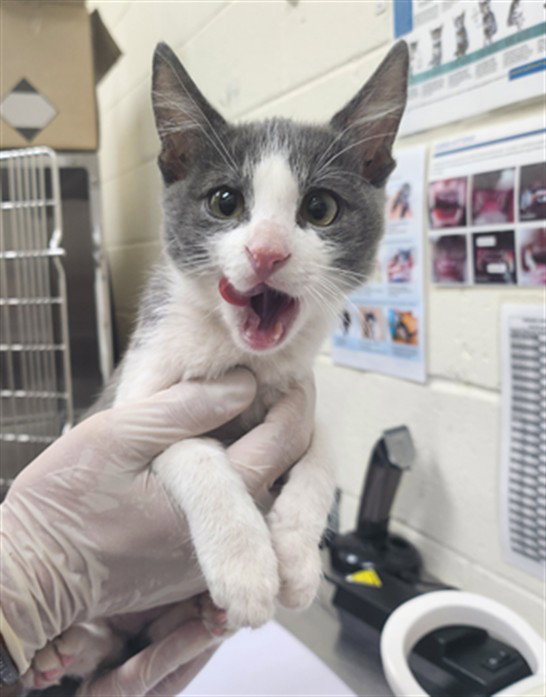 Baby, Domestic Short Hair