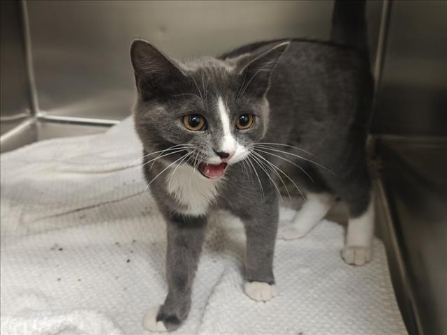 Paul, Domestic Short Hair