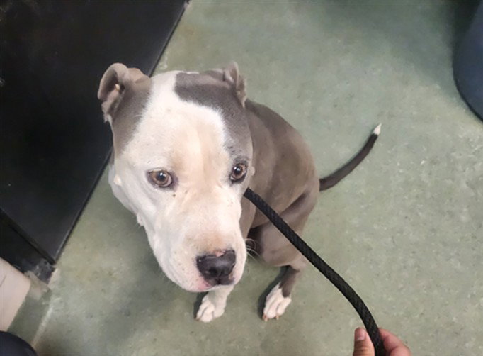 Blueberry, American Pit Bull Terrier