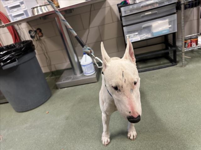 Chico, Bull Terrier