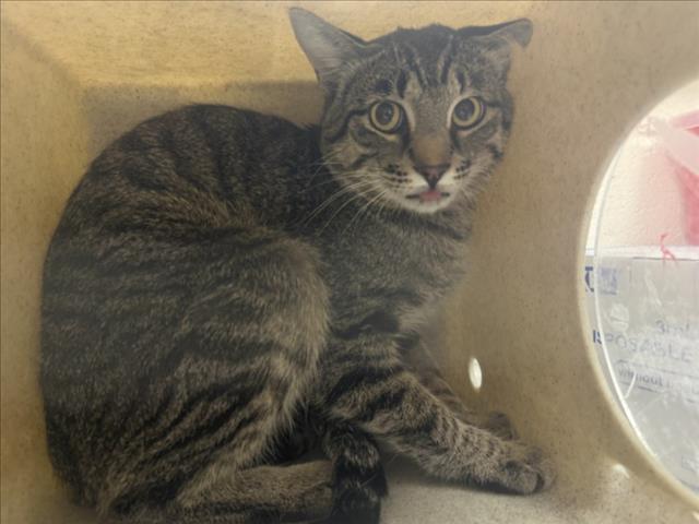 A176488, Domestic Short Hair