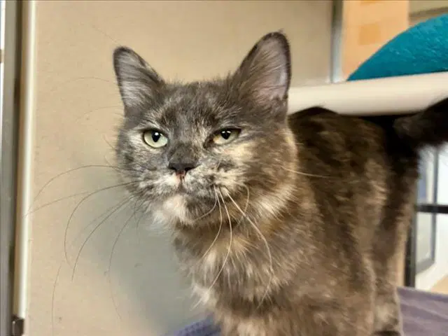 Estrella - Domestic Short Hair
