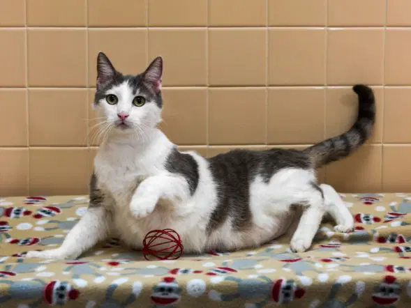 Toto - Domestic Short Hair