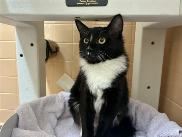 Lightspeed - Domestic Medium Hair