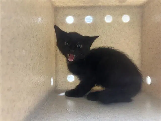 Candycorn - Domestic Short Hair