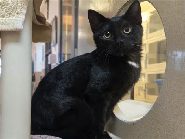 Candycorn - Domestic Short Hair