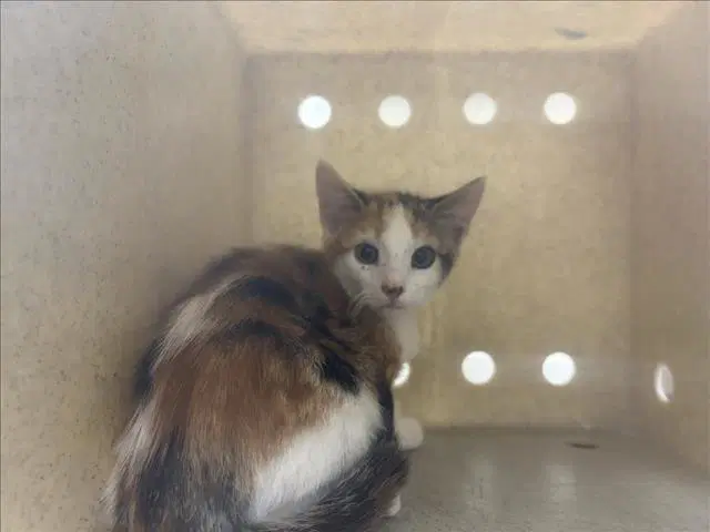 Gumdrop - Domestic Short Hair