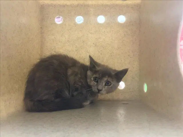 Milkdud - Domestic Short Hair