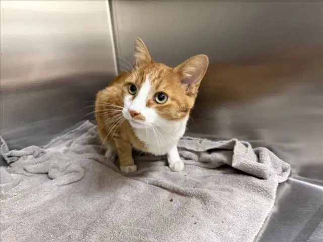 Fuego - Domestic Short Hair
