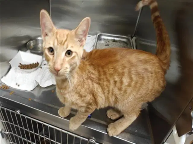 Soren - Domestic Short Hair