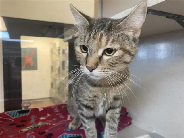 Minx - Domestic Short Hair