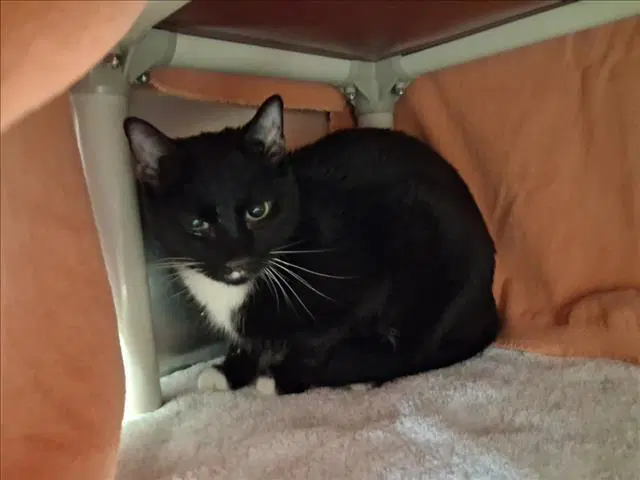 Skittles - Domestic Short Hair