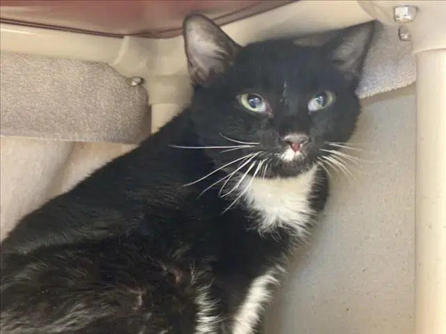 Skittles - Domestic Short Hair