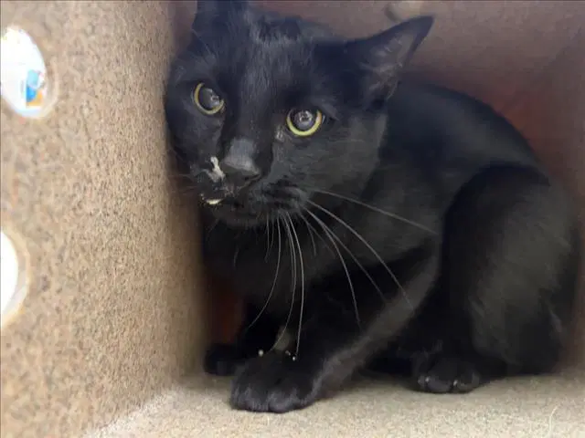 Skippy J - Domestic Short Hair
