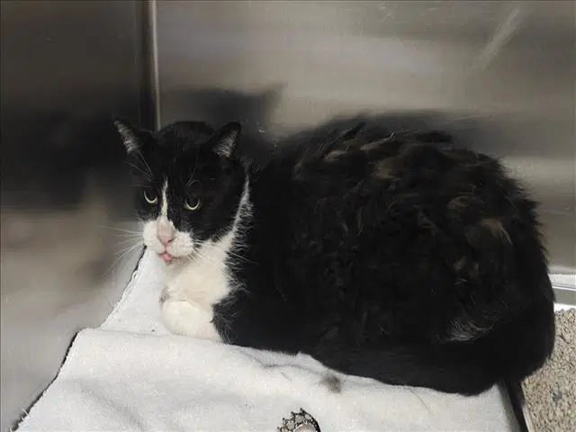 Abie - Domestic Medium Hair