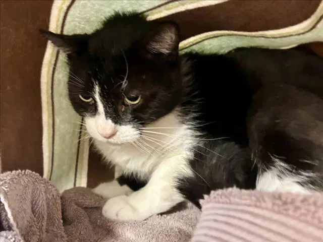 Abie - Domestic Medium Hair