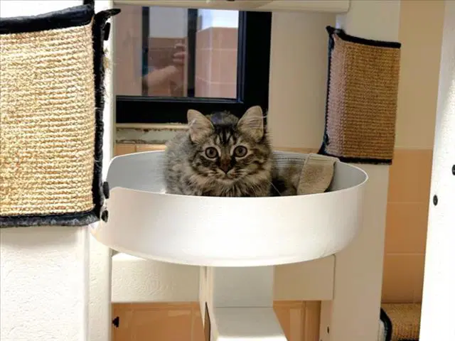 Barndoor - Domestic Short Hair