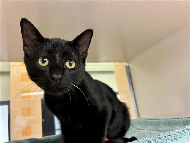 Nightwing - Domestic Short Hair
