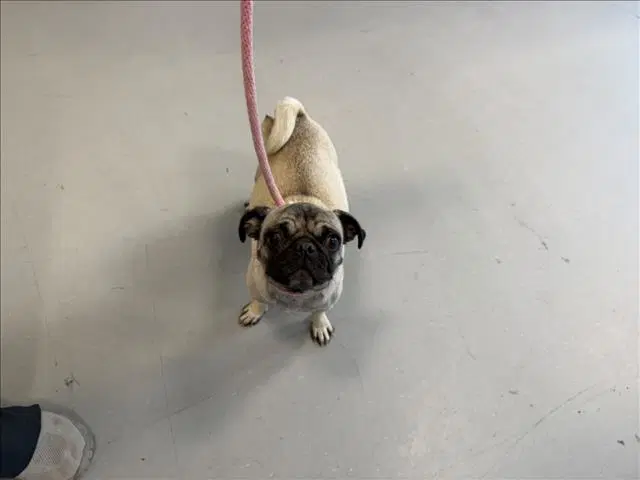 Unknown - Pug