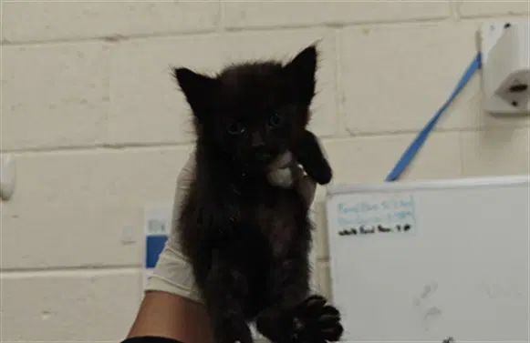Vandy - Domestic Short Hair