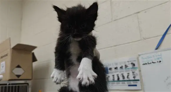 Pluto - Domestic Medium Hair