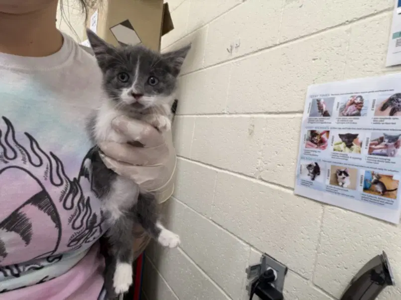 Bear - Domestic Short Hair