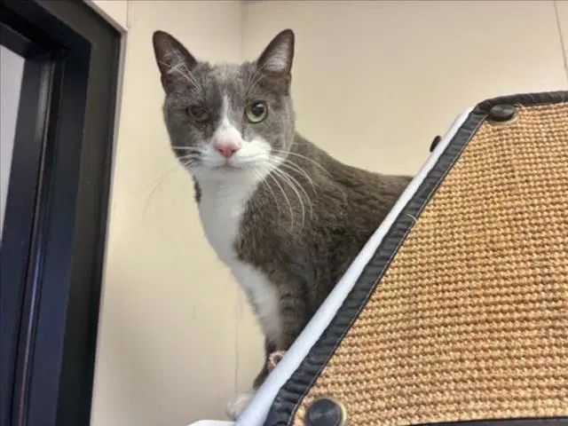 Miles - Domestic Short Hair