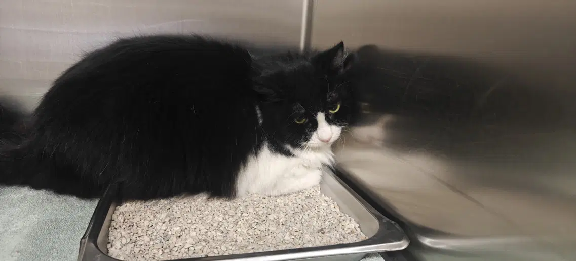 Itty Bitty - Domestic Long Hair