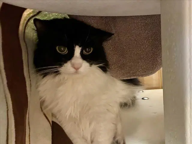 Itty Bitty - Domestic Long Hair