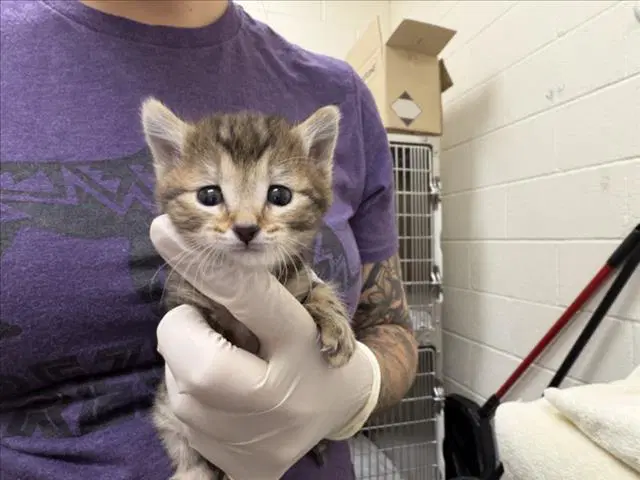 Maeve - Domestic Short Hair