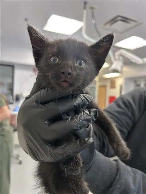 Gideon - Domestic Short Hair