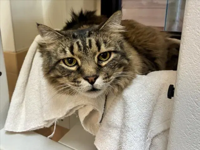 Angus - Domestic Medium Hair