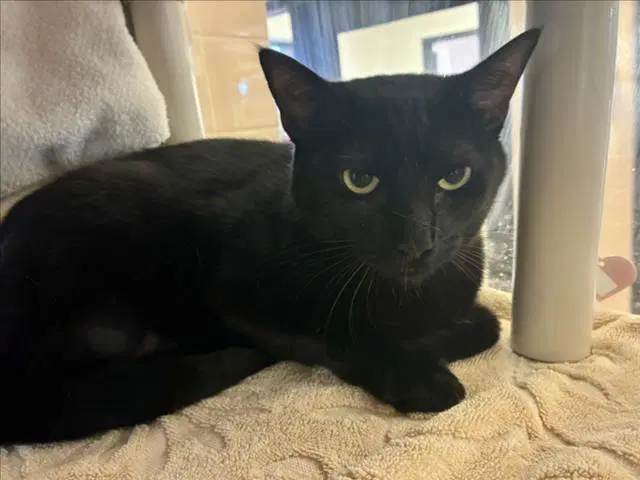 Jade - Domestic Short Hair