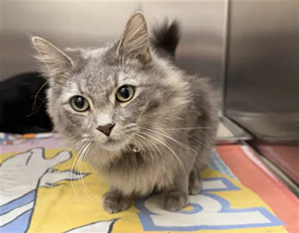 Dapper - Domestic Short Hair