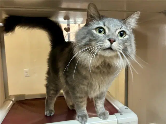 Dapper - Domestic Short Hair