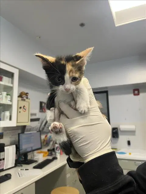 Spot - Domestic Short Hair