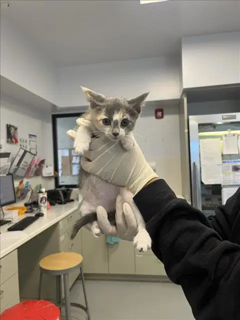 Vivi - Domestic Short Hair