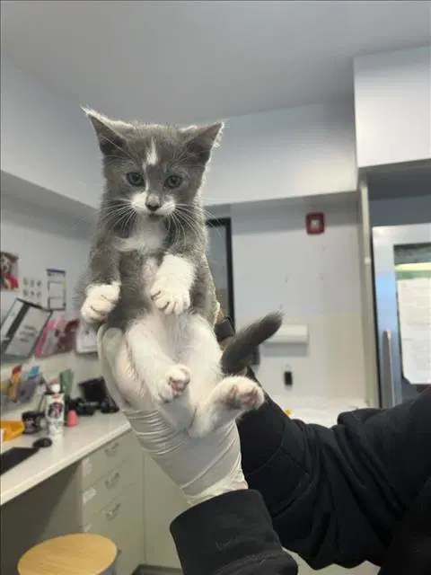Trunks - Domestic Short Hair