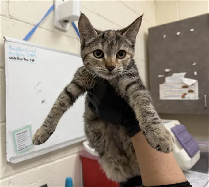 Zora - Domestic Short Hair
