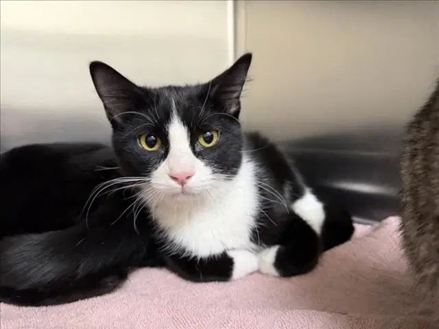 Lazer Tag - Domestic Short Hair