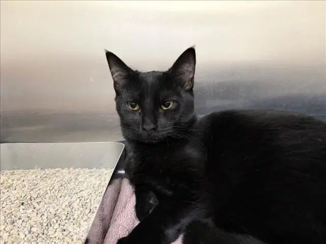 Bowling Alley - Domestic Short Hair