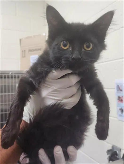 Hally - Domestic Short Hair