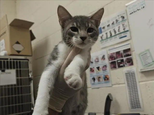 Dom - Domestic Short Hair