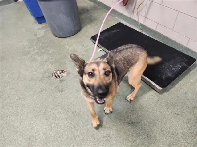 Lola - German Shepherd Dog