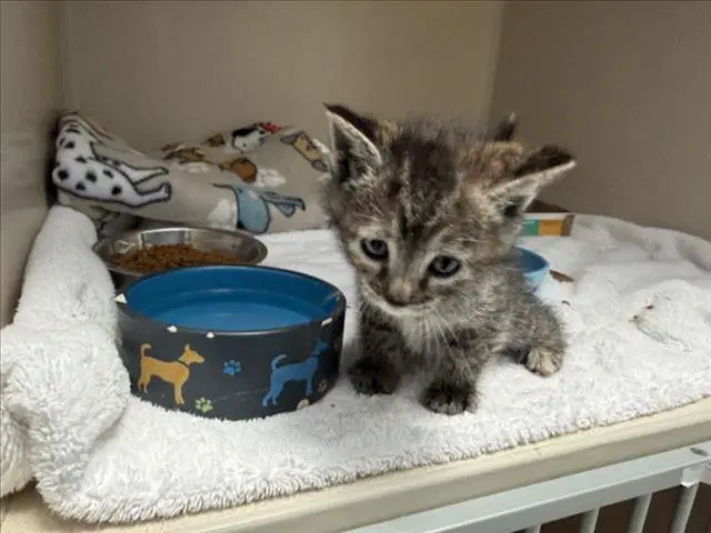 Wanda - Domestic Short Hair