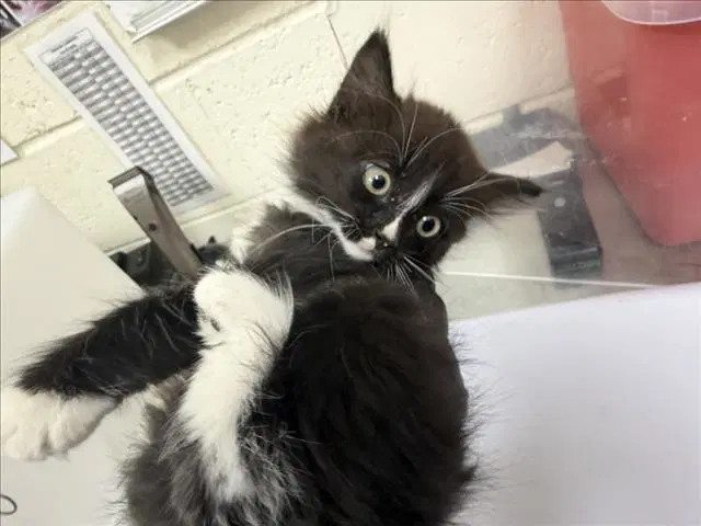 Hermoso - Domestic Medium Hair