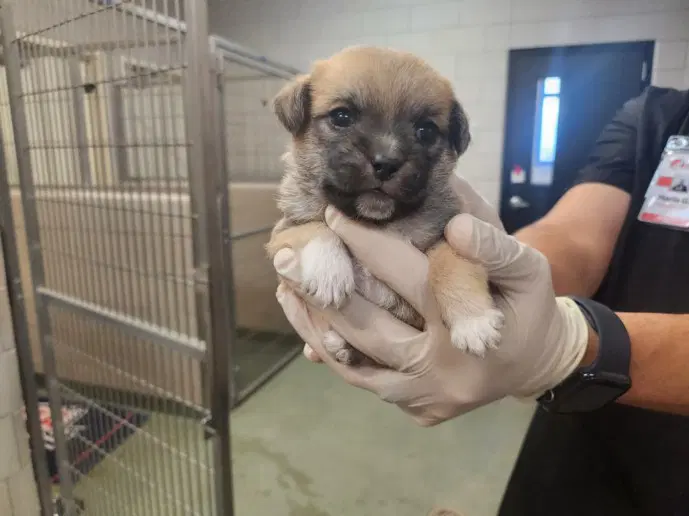 Dean Martin - Pug