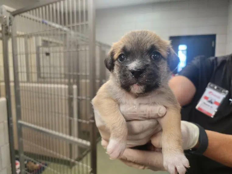 Sarah Vaughn - Pug