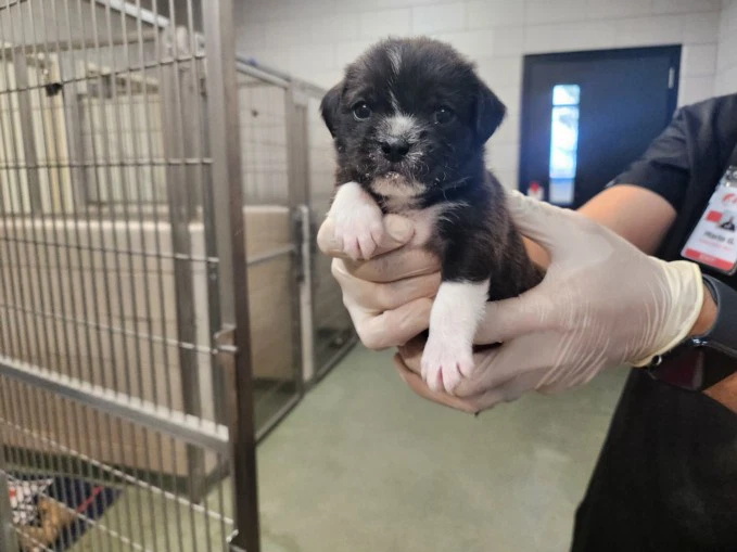 Frank Sinatra